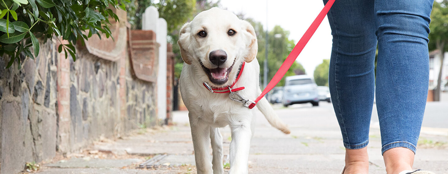 Dogs on leads 2025